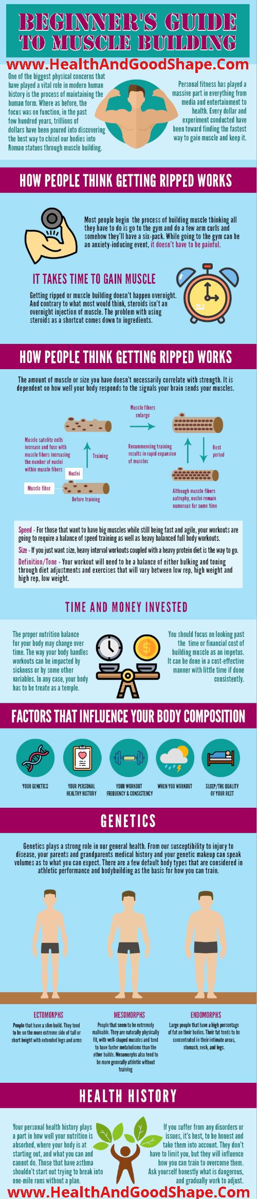 Muscle Building_2 infographic